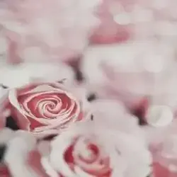 عواشه مجيزانيه