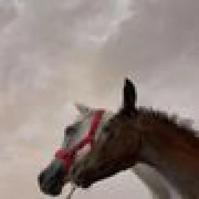 علي