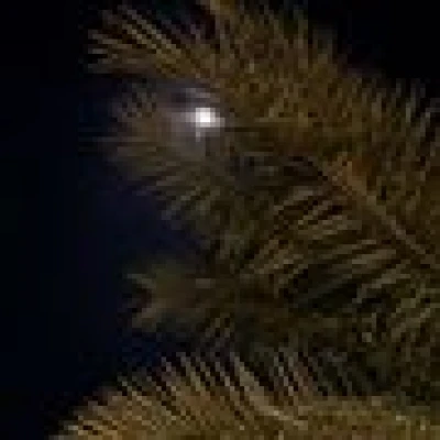 عز