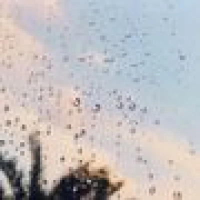 سناب متنوع