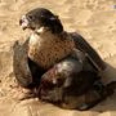 عبدالله
