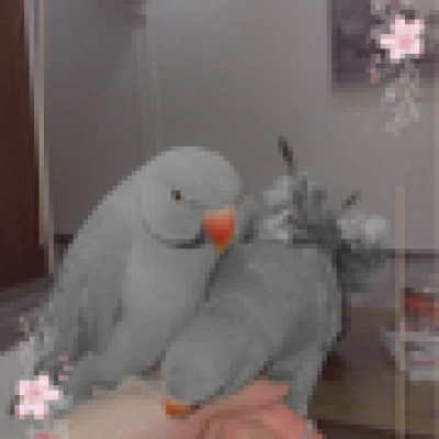 نوف